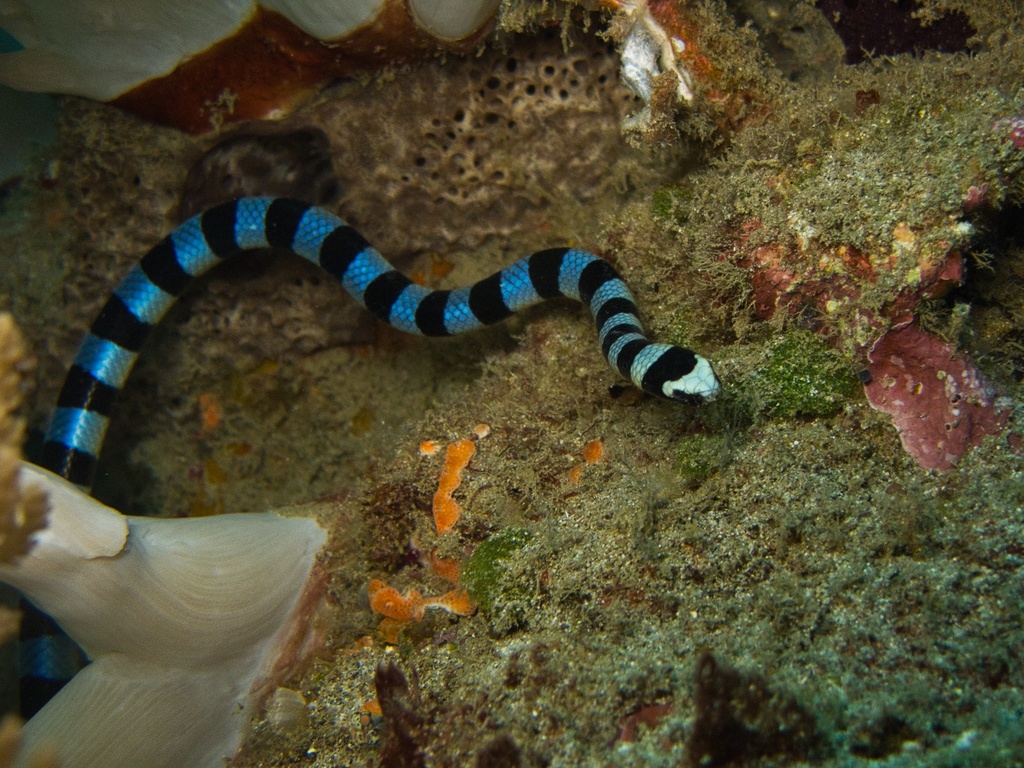 Blue-lipped Sea Krait
