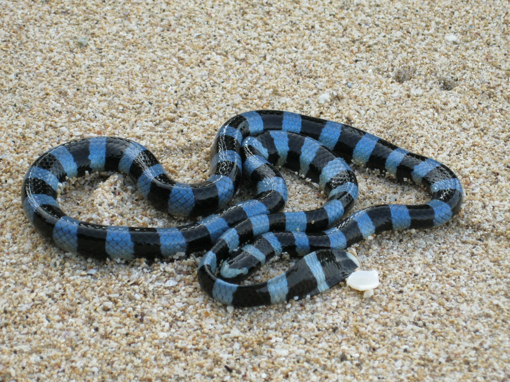 Blue-lipped Sea Krait
