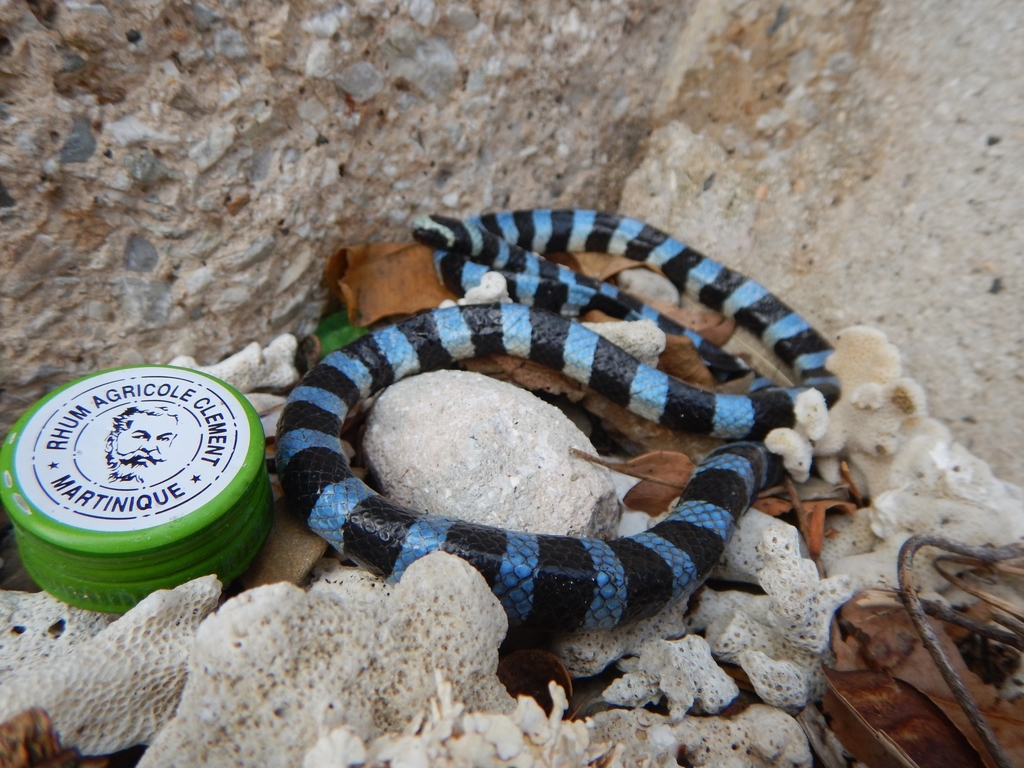 Blue-lipped Sea Krait
