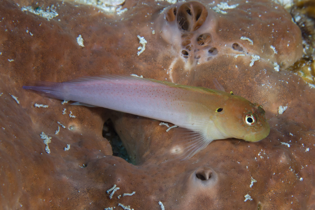 Eared Blenny