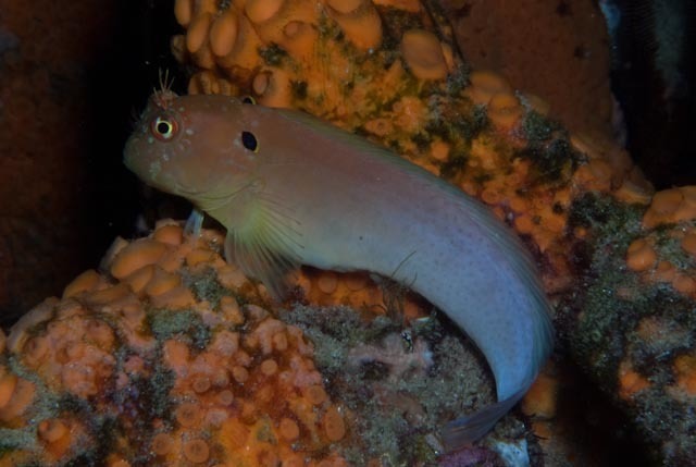 Eared Blenny
