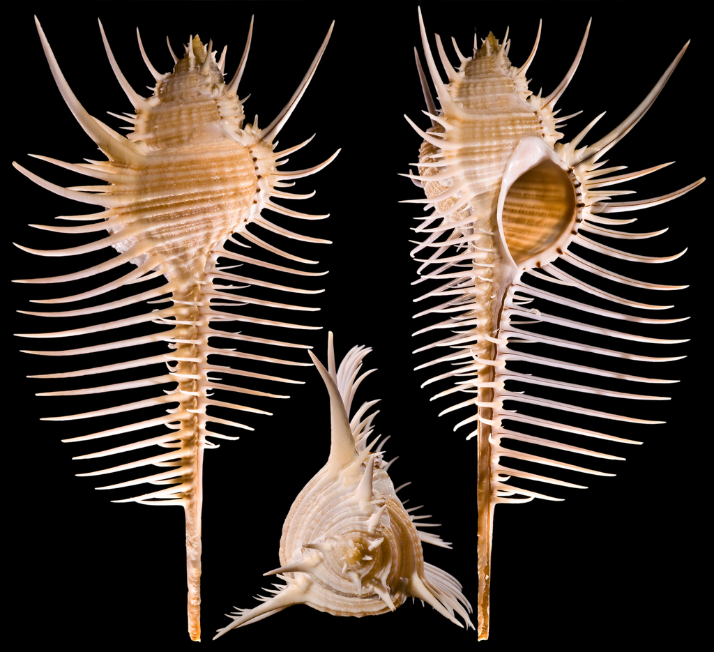 Venus' Comb Murex