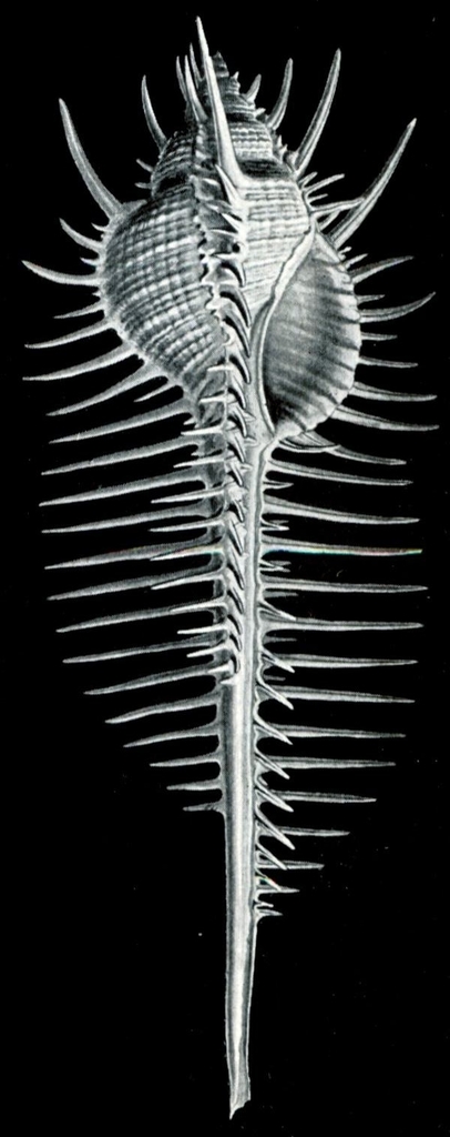 Venus' Comb Murex