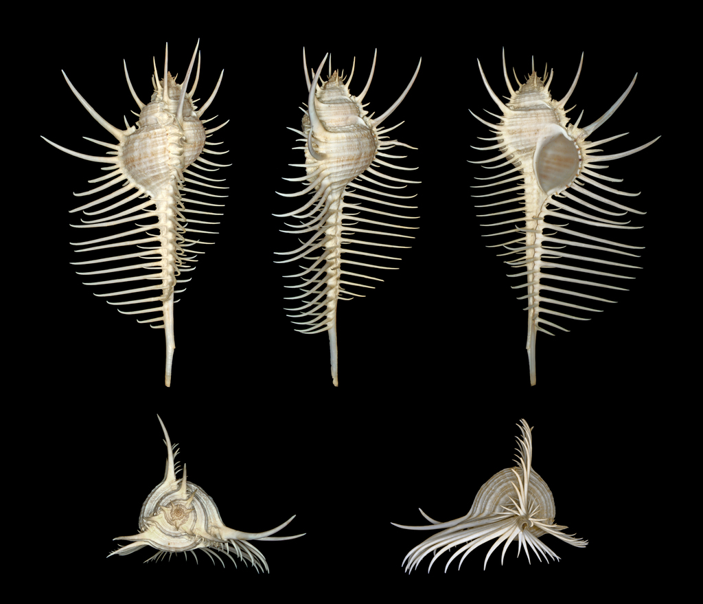 Venus' Comb Murex