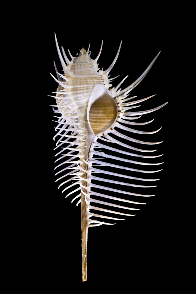 Venus' Comb Murex
