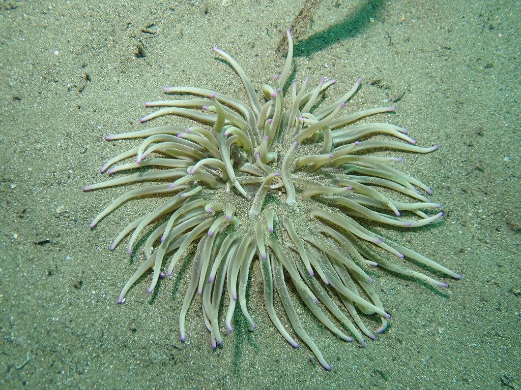 Golden Anemone