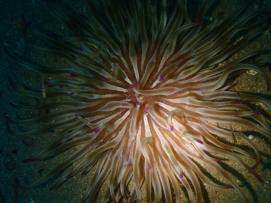 Golden Anemone