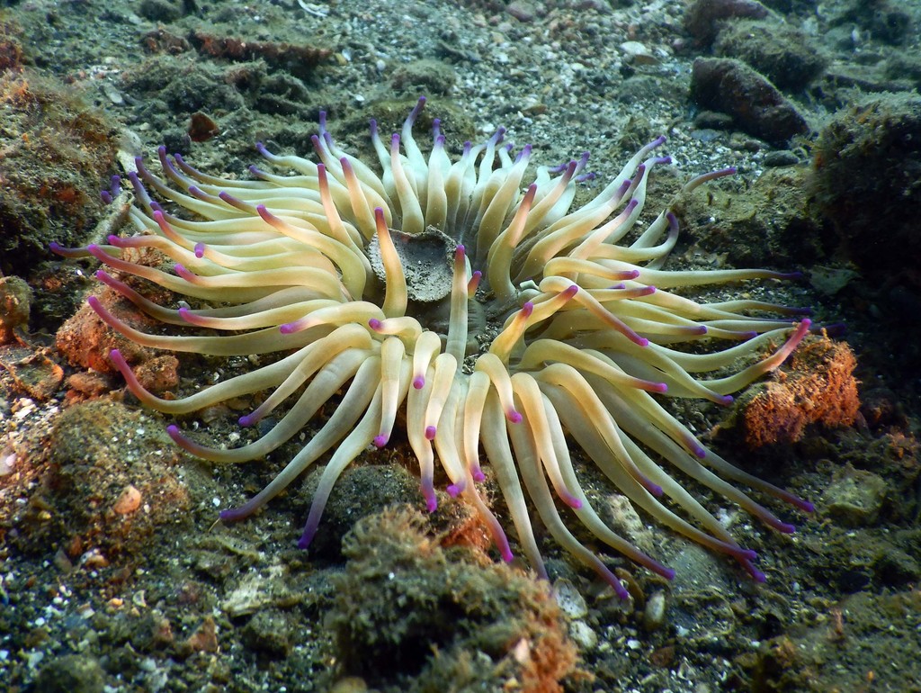 Golden Anemone