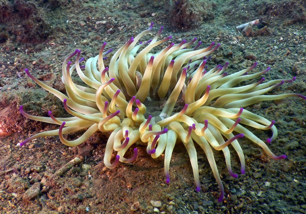 Golden Anemone