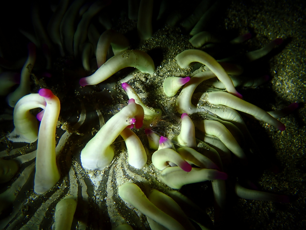 Golden Anemone