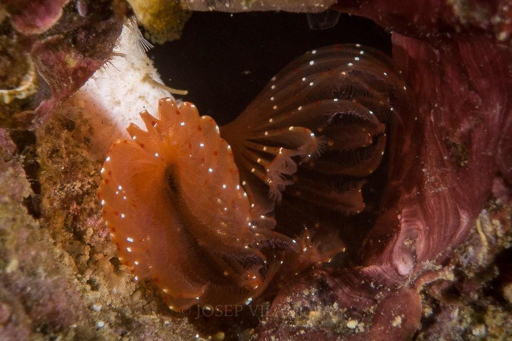 Red-spotted Horseshoe