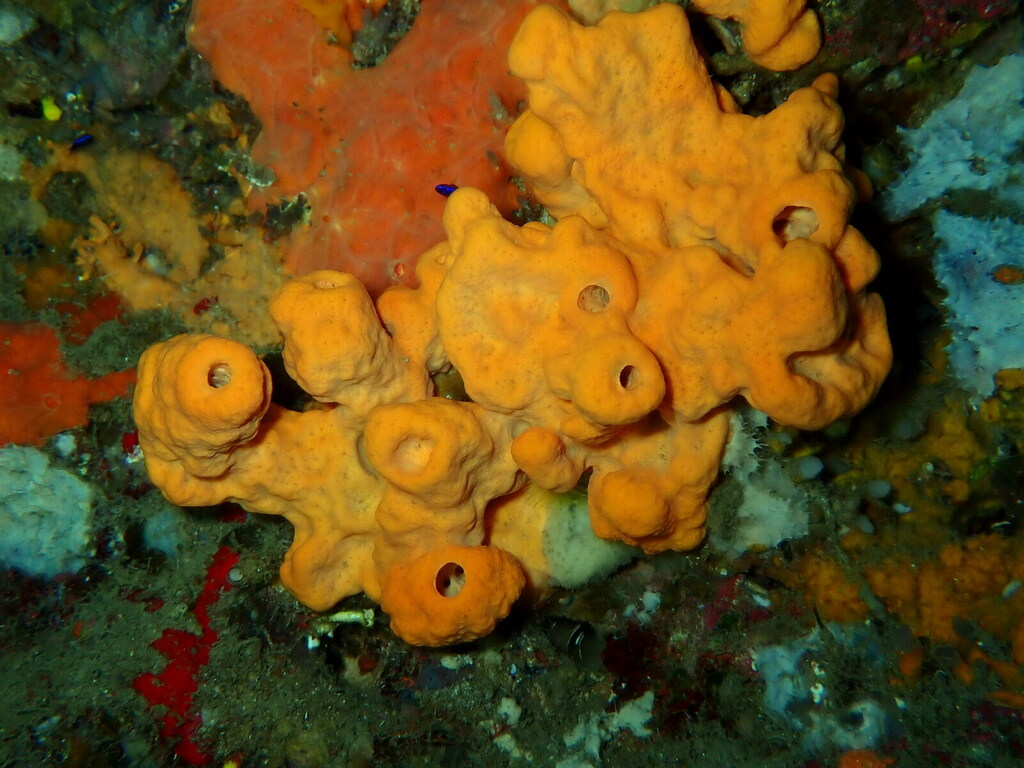Orange Crater Sponge