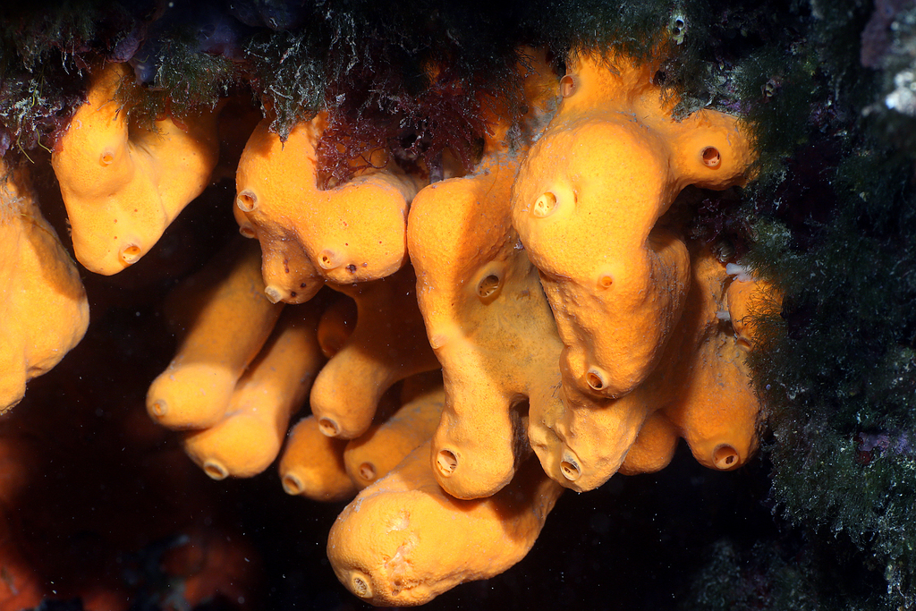 Orange Crater Sponge