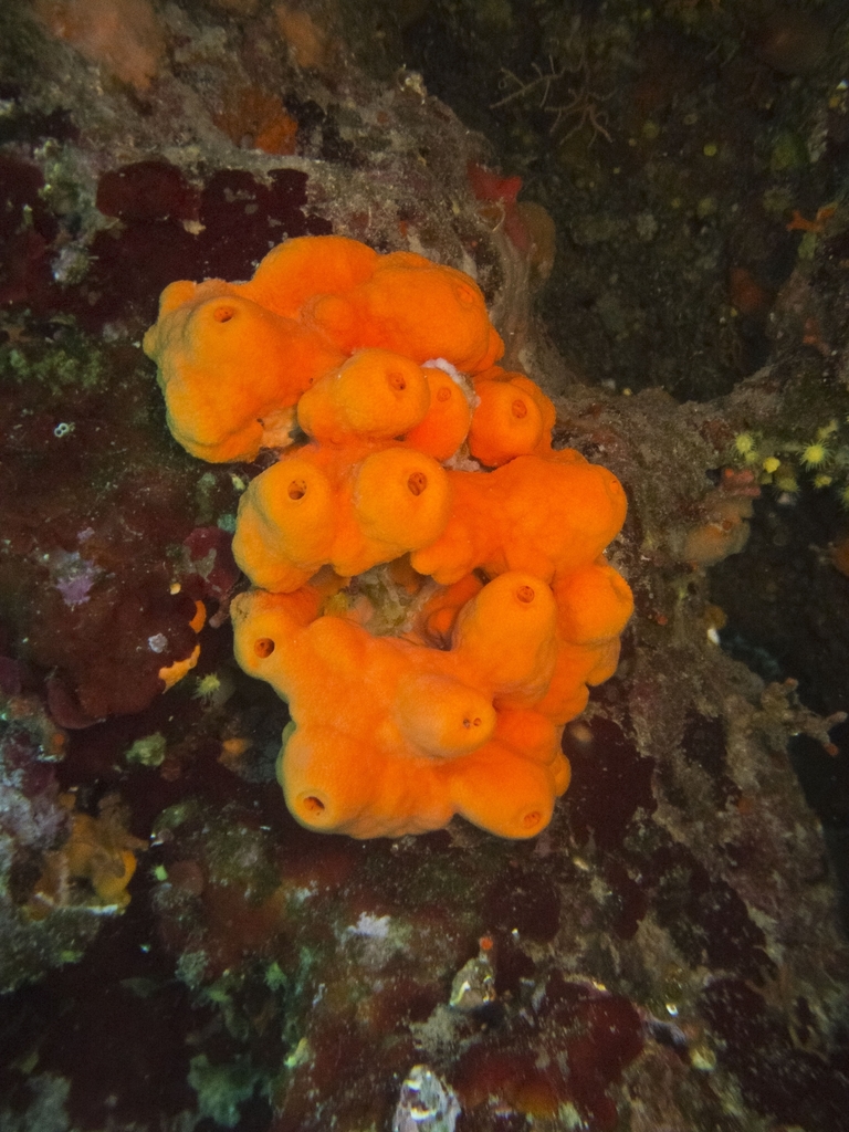 Orange Crater Sponge