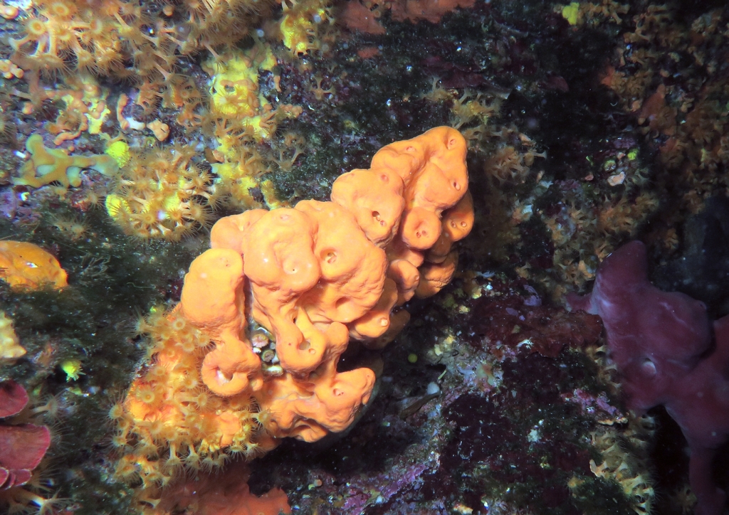 Orange Crater Sponge