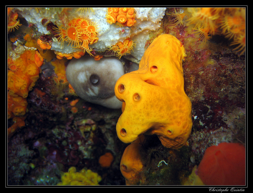 Orange Crater Sponge
