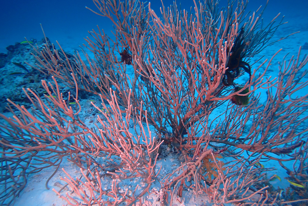 Bushy Sea Rod