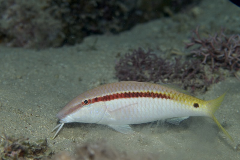 Red Sea Goatfish
