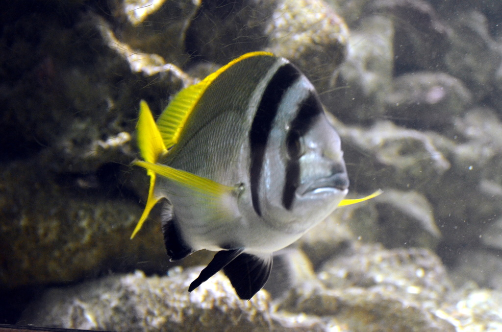 Doublebar Bream