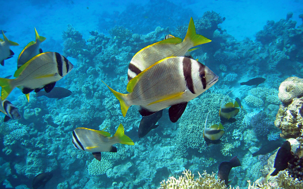 Doublebar Bream