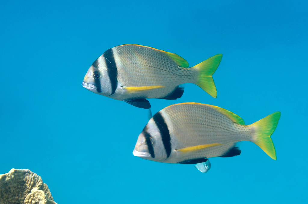 Doublebar Bream