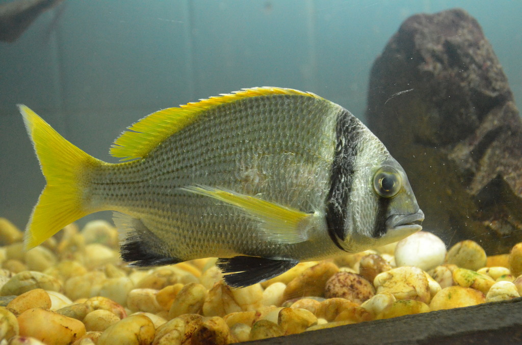 Doublebar Bream