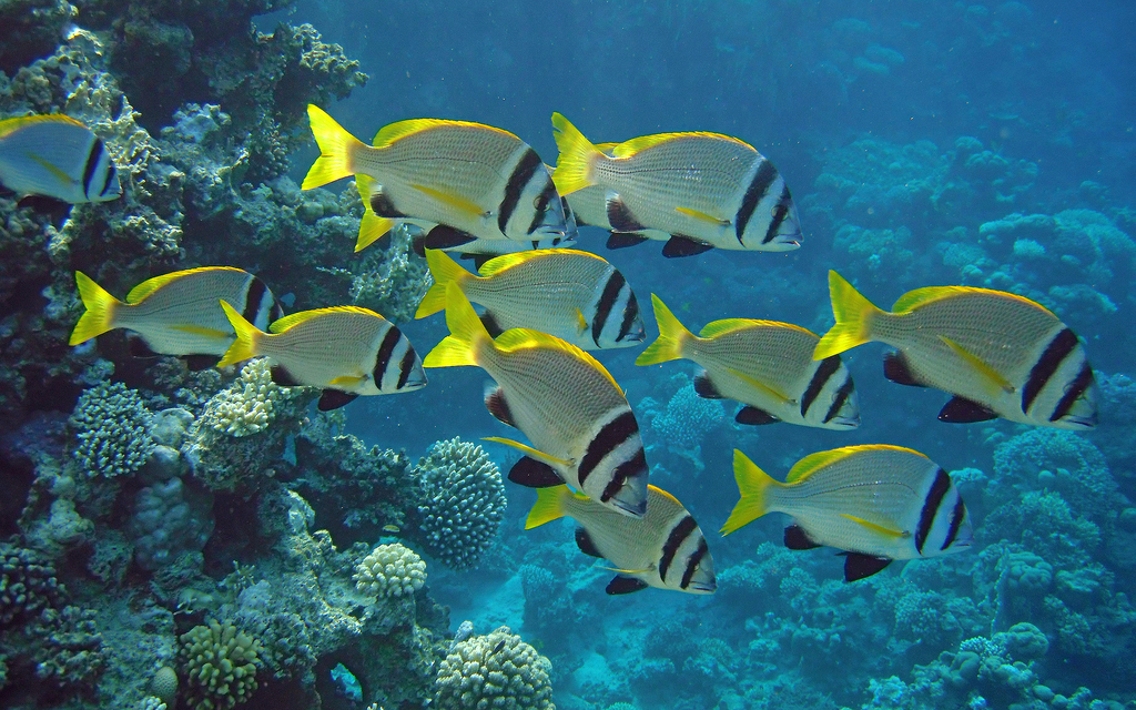 Doublebar Bream