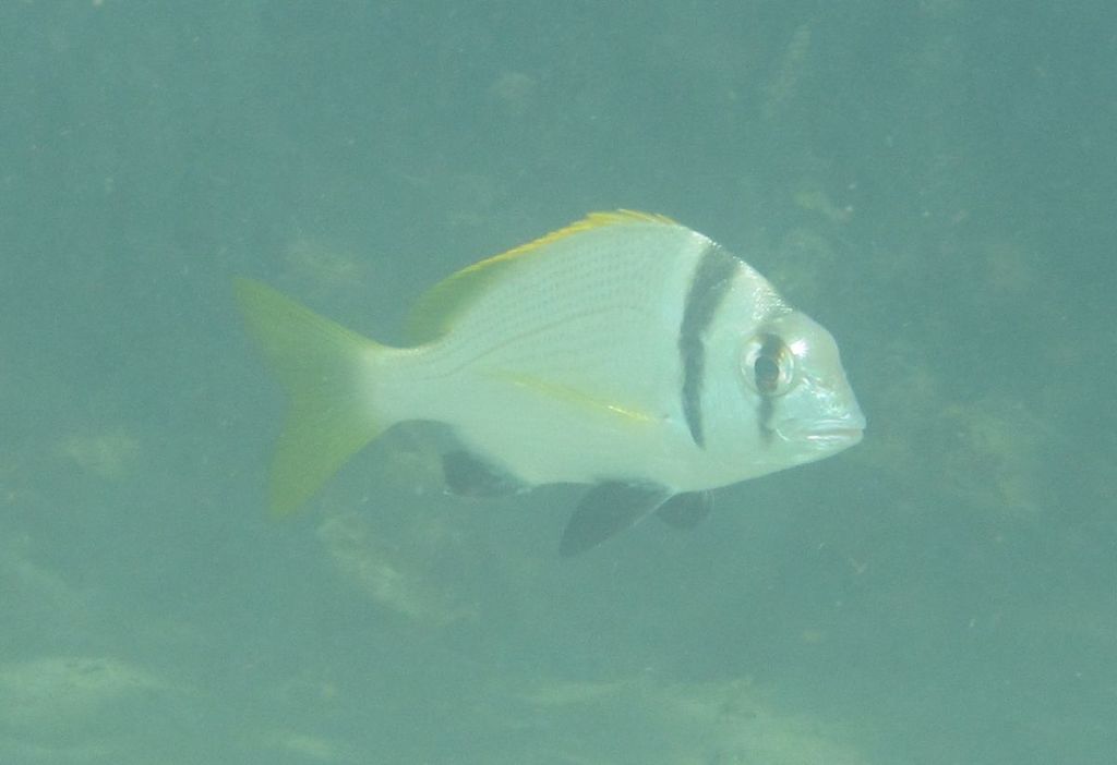 Doublebar Bream