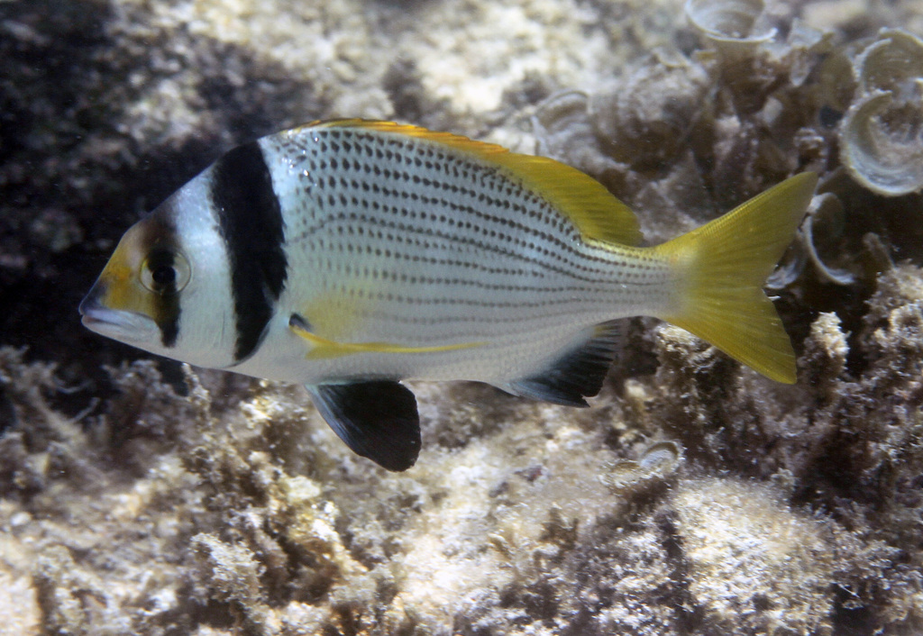 Doublebar Bream
