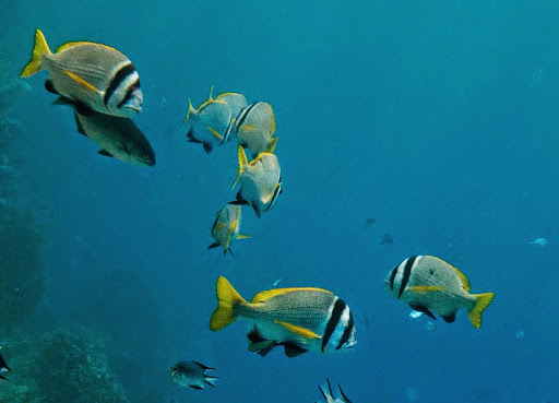 Doublebar Bream