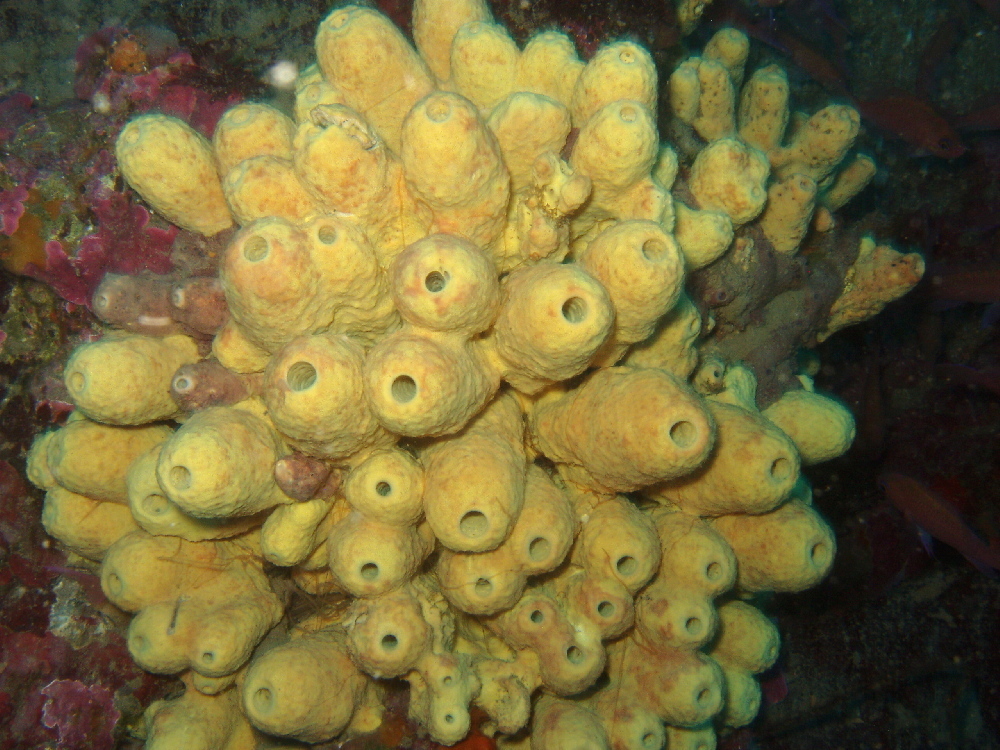 Yellow Cave Sponge