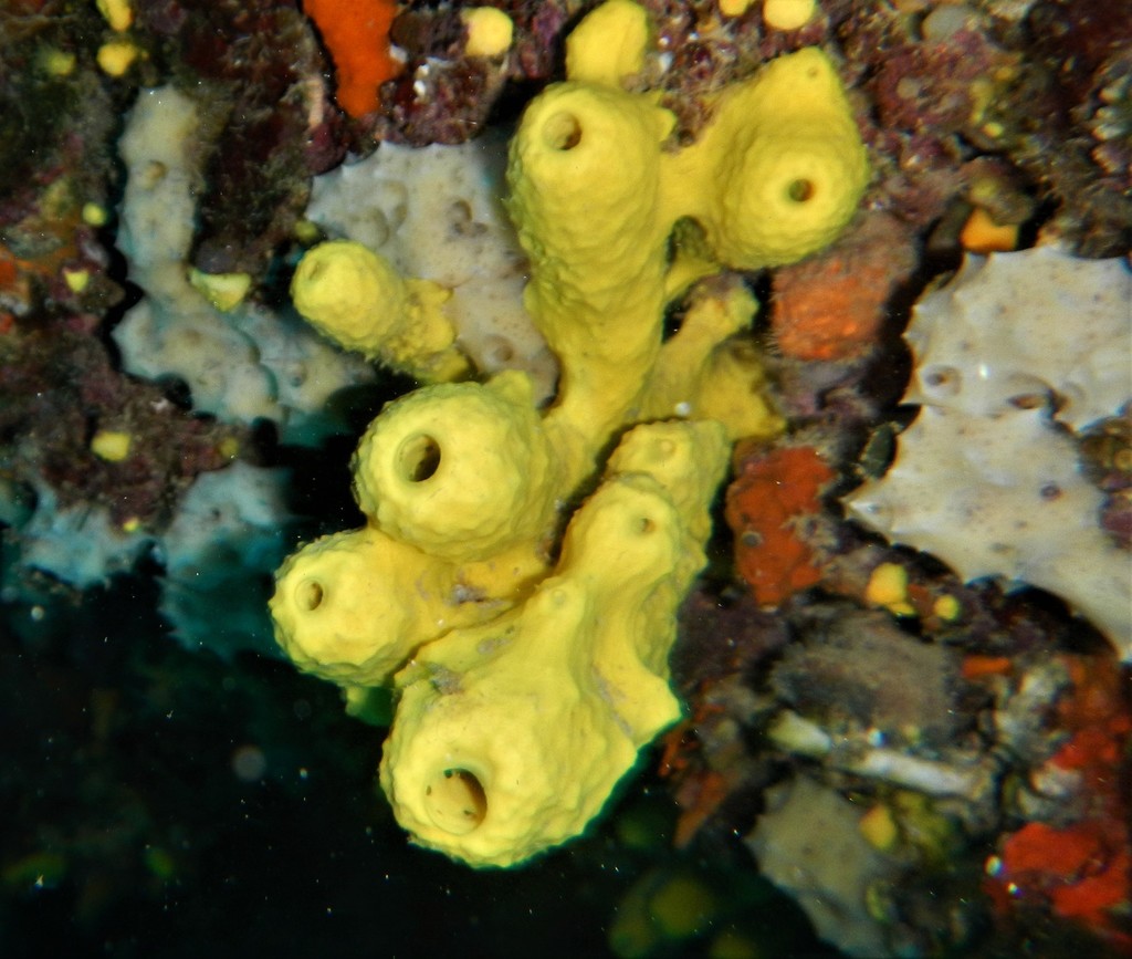 Yellow Cave Sponge