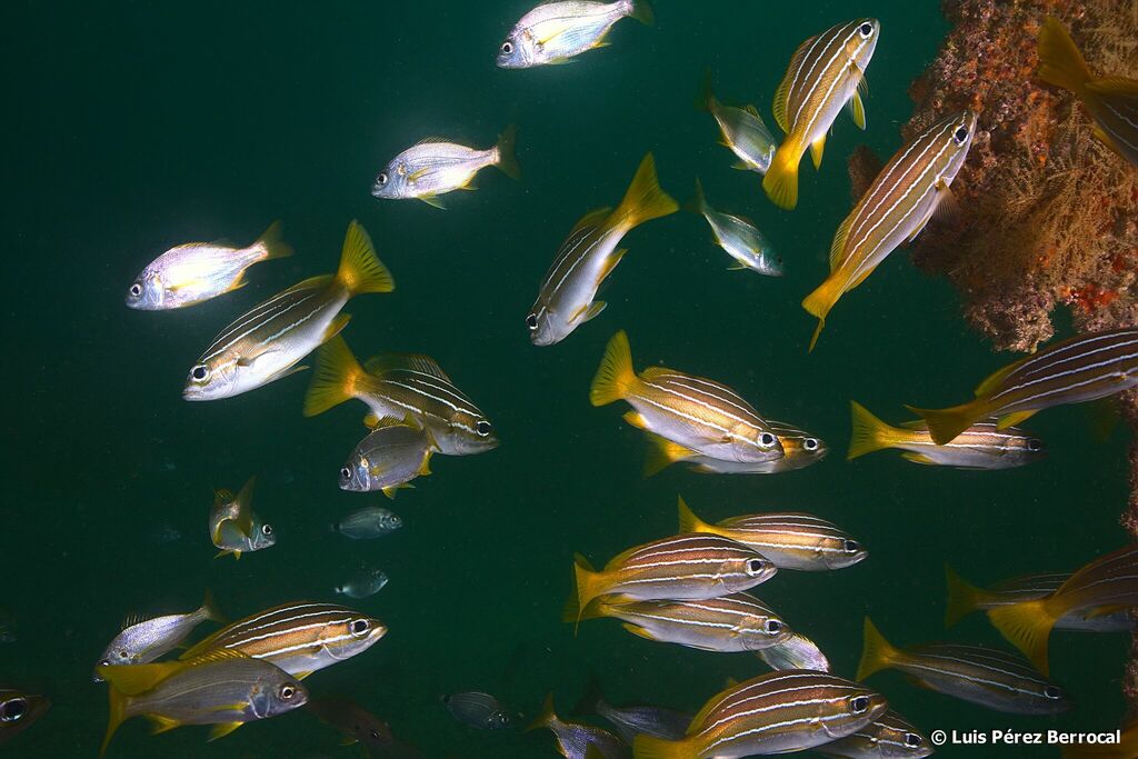 African Striped Grunt