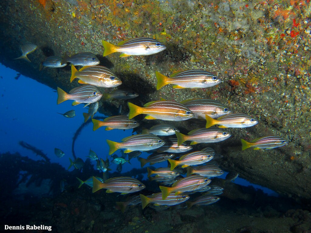 African Striped Grunt