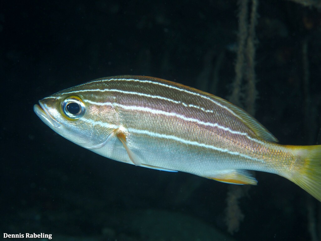 African Striped Grunt