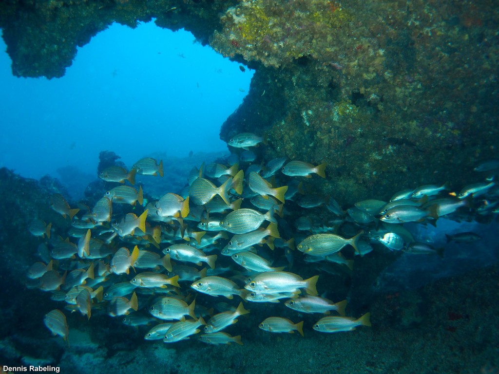 African Striped Grunt