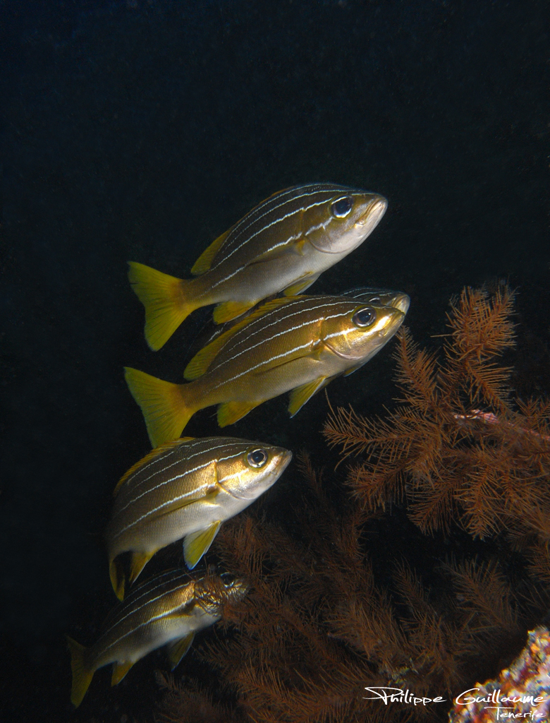 African Striped Grunt
