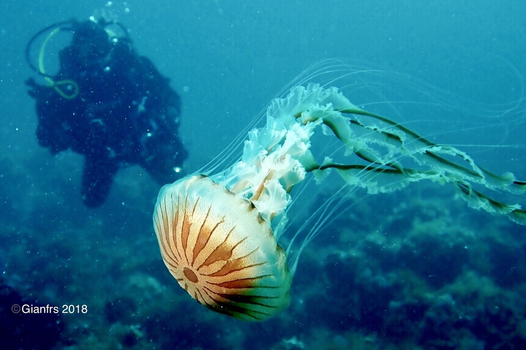 Compass Jelly