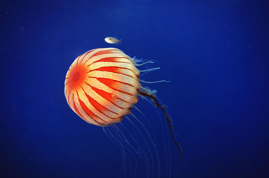 Compass Jelly