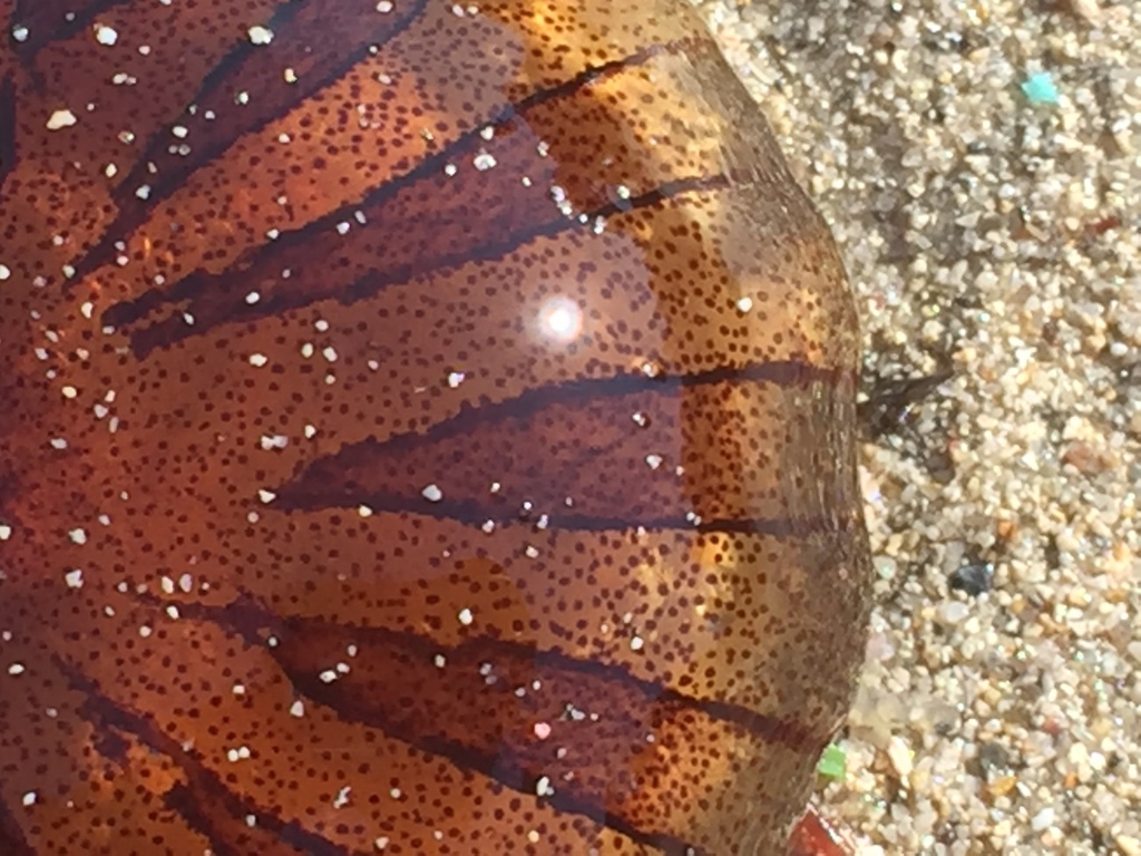 Compass Jelly