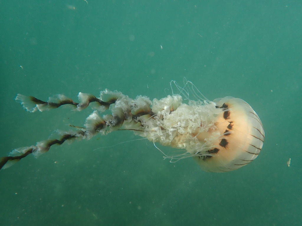 Compass Jelly