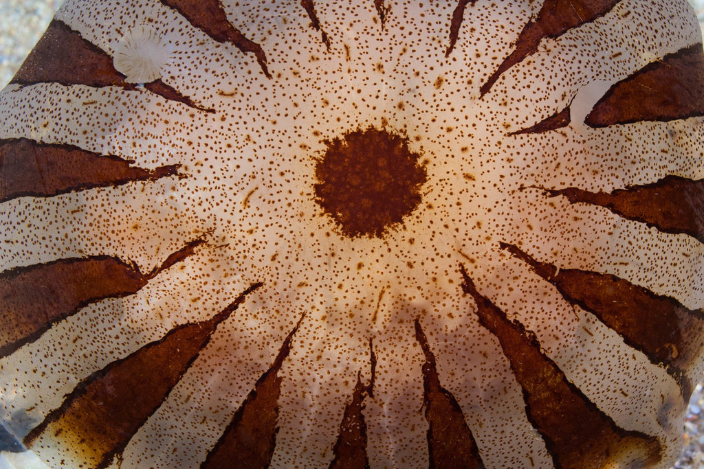 Compass Jelly