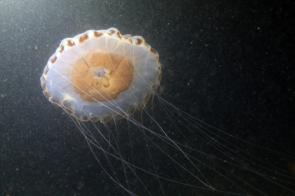 Compass Jelly