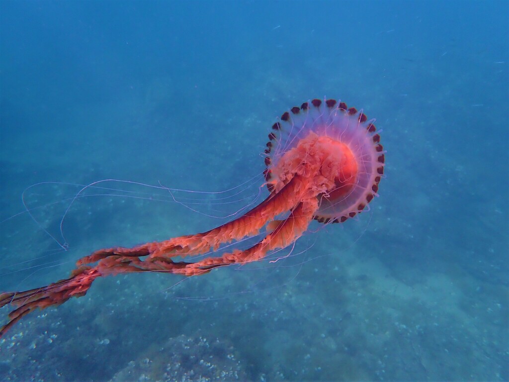 Compass Jelly