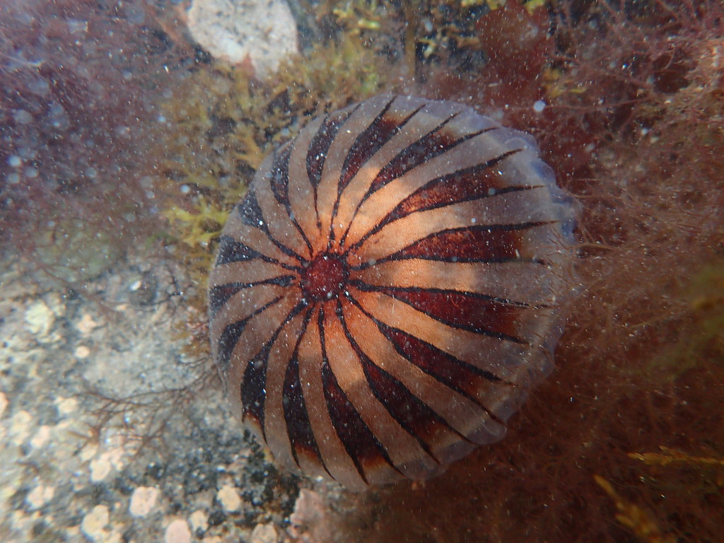 Compass Jelly