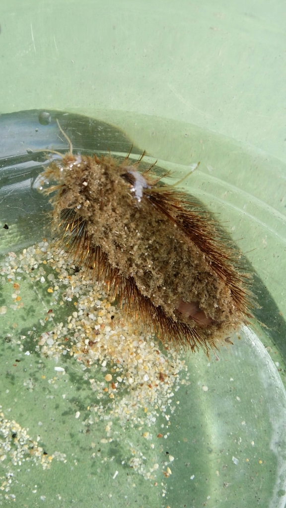 Sea Mouse
