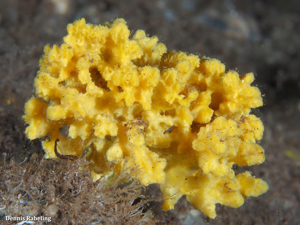 Orange Lumpy Sponge