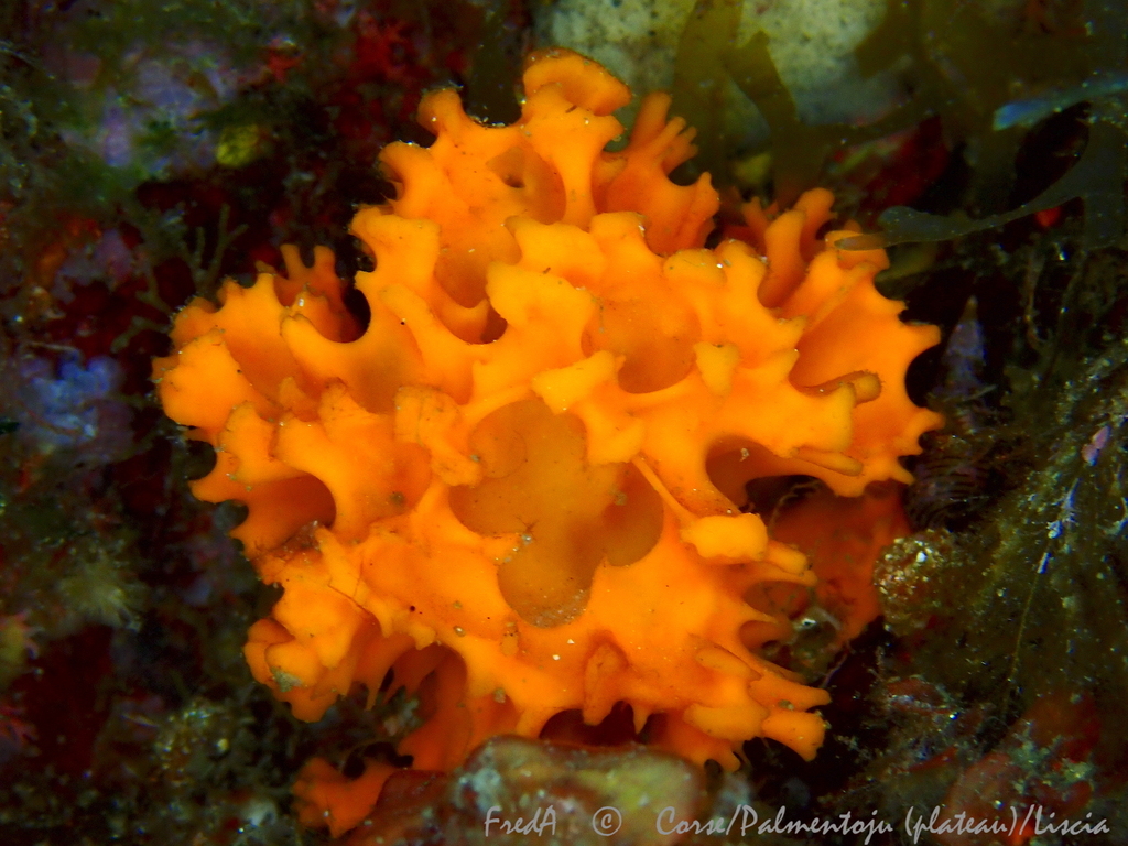 Orange Lumpy Sponge