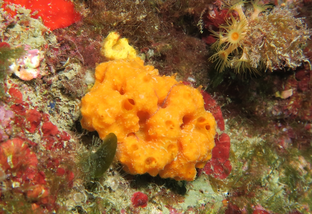 Orange Lumpy Sponge