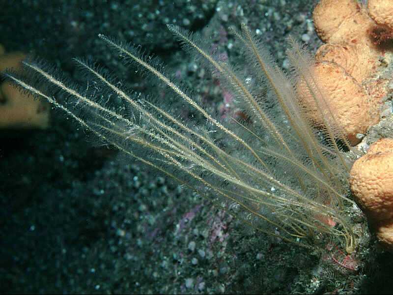 Sea Beard